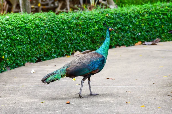 Chai nat Thailand 26. desember 2019 Se fuglene på Chai NAT Bird Pa – stockfoto