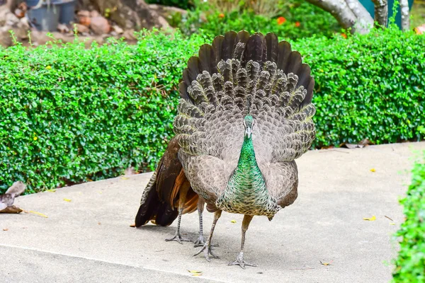 Chai nat Thaïlande 26 décembre 2019 voir les oiseaux à Chai NAT Bird Pa — Photo