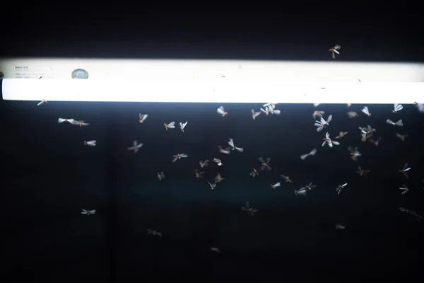 火の中を飛ぶ蛾、夜のネオンライト、雨 — ストック写真