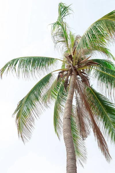 Blätter der Kokosnuss auf blauem Himmel Hintergrund. — Stockfoto