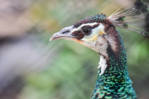 Chai NAT Tayland Aralık 26 2019 Chai NAT Bird PA at kuşlar bakın — Stok fotoğraf