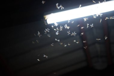 ateşte uçan güve ,gece neon ışık, bu yağmur