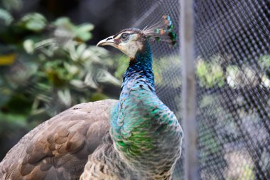 Chai NAT Tayland Aralık 26 2019 Chai NAT Bird PA at kuşlar bakın