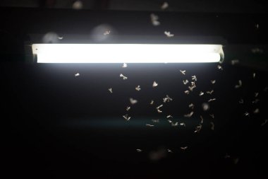 ateşte uçan güve ,gece neon ışık, bu yağmur