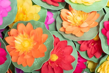 Backgroun için ev bahçesinde birçok renkli Aglaonema bitkiler