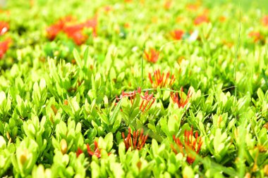 Bulanıklık Kırmızı Rubiaceae çiçek doğal arka planda çiçeklenme olduğunu . Re