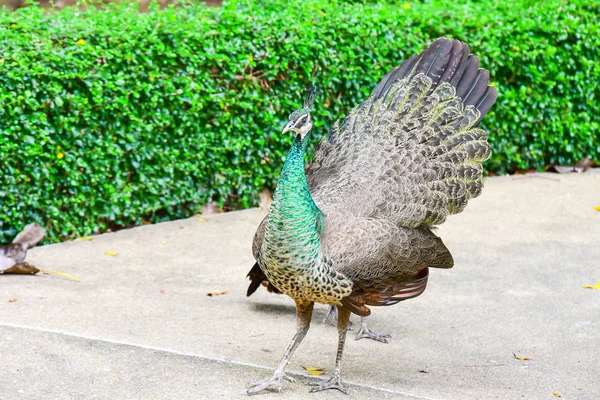 Chai NAT Thajsko Prosinec 26 2019 viz ptáci v Chai NAT Bird PA — Stock fotografie