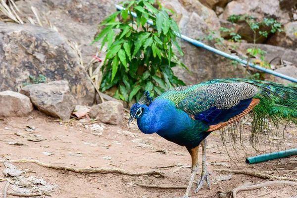 Chai nat Таиланд 26 декабря 2019 года увидеть птиц в Chai NAT Bird Pa — стоковое фото