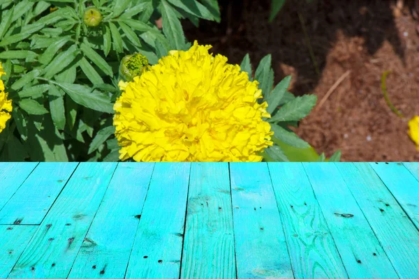 Krásný žlutý měsíček v zahradě. — Stock fotografie