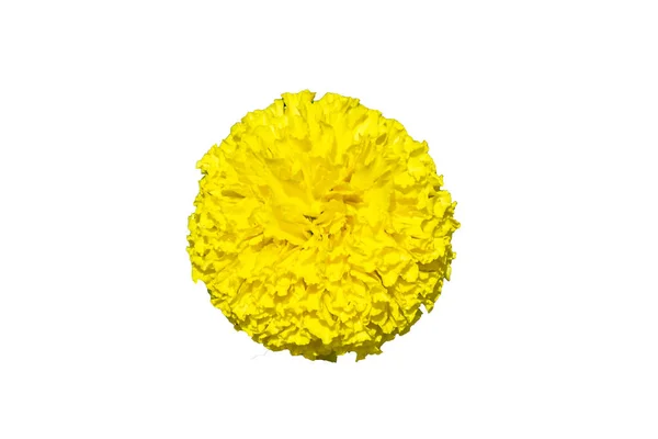 Beautiful yellow marigold isolated on white background  . — Stock Photo, Image