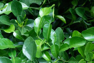 Örümcek ağı Cadılar Bayramı arka plan. Vektör çizimi.  