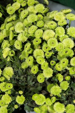 Bahçede açan çeşitli rengarenk çiçekler.