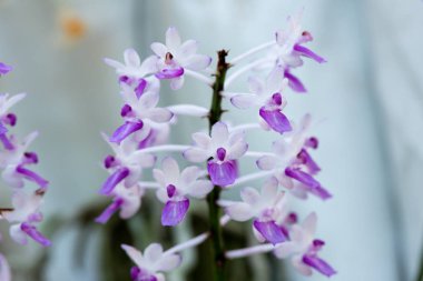 Bahçede çiçek açan çeşitli renkli orkide çiçekleri.