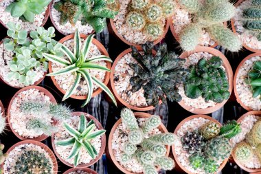 Backgroun için ev bahçesinde birçok renkli Aglaonema bitkiler