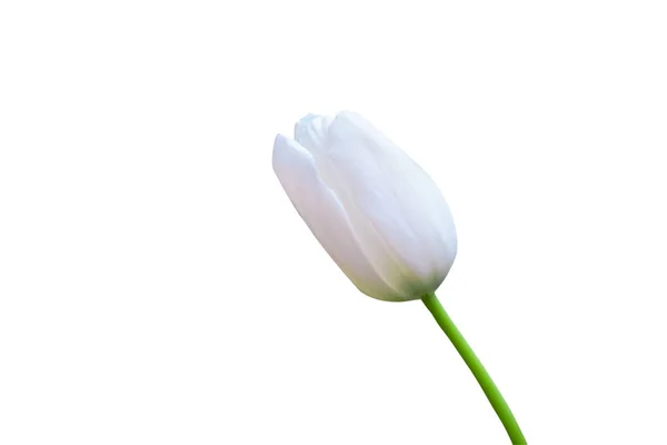 Primer plano tulipán blanco aislado sobre fondo blanco- the — Foto de Stock
