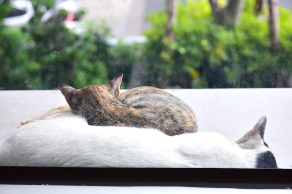 Gato marrom dormindo na frente da porta do banco . — Fotografia de Stock