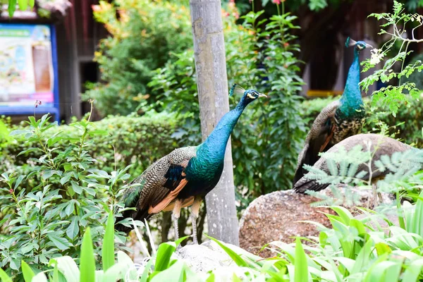 Chai NAT Thajsko Prosinec 26 2019 viz ptáci v Chai NAT Bird PA — Stock fotografie