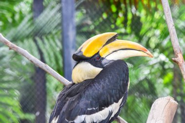 Chai NAT Tayland Aralık 26 2019 Chai NAT Bird PA at kuşlar bakın