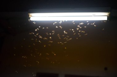 ateşte uçan bulanıklık güvesi, gece neon ışık, bu yağmur