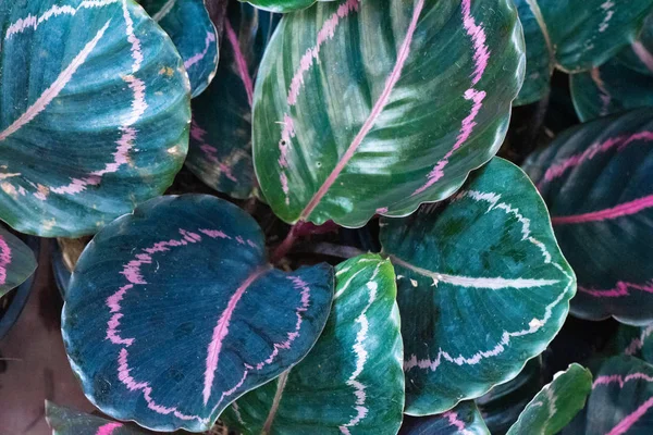 Viele Bunte Aglaonema Pflanzen Heimischen Garten Als Hintergrund — Stockfoto