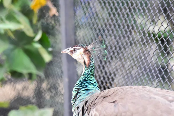 Chai nat Tailandia 26 de diciembre de 2019 ver aves en Chai NAT Bird Pa —  Fotos de Stock