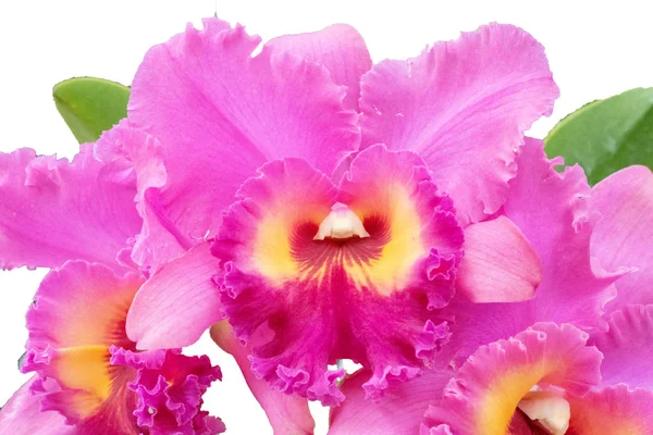 Cerca encima de la orquídea blanca que florece aislada en el fondo blanco . — Foto de Stock