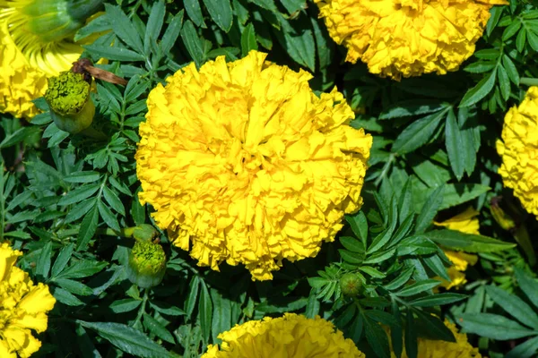 Желтый марихуана в саду . — стоковое фото