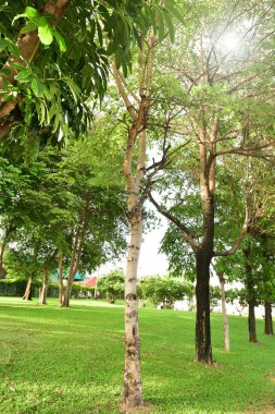 Doğal yeşil ağaç ile Orman Manzara Gün batımı. Orman. Beau