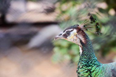 Chai NAT Tayland Aralık 26 2019 Chai NAT Bird PA at kuşlar bakın