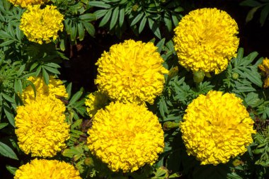 Güzel sarı kadife çiçeği bahçe.  