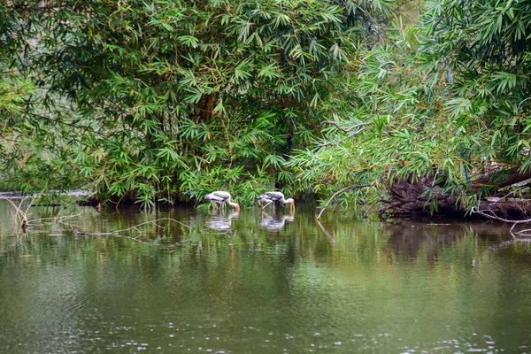 Chai nat Tailândia 26 de dezembro de 2019 ver aves no Chai NAT Bird Pa — Fotografia de Stock