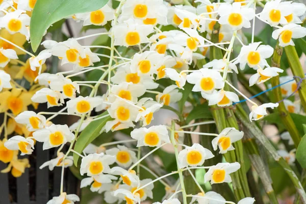 Varias flores coloridas de la orquídea que florecen en un jardín . — Foto de Stock