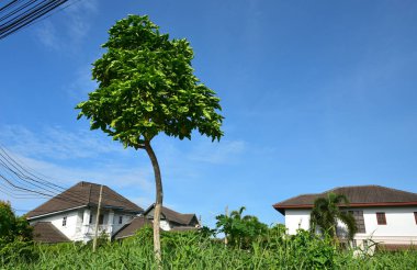 Mavi gökyüzü beyaz bulut beyaz arka plan. Güzel gökyüzü ve bulutlar 