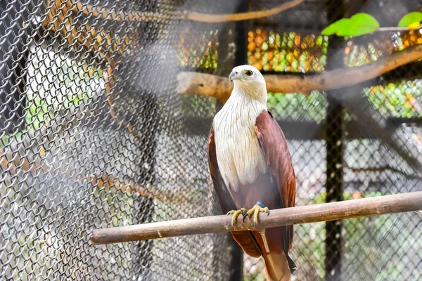 Chai nat Tailandia 26 Dicembre 2019 vedi uccelli a Chai NAT Bird Pa — Foto Stock