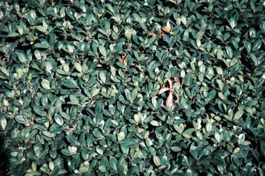 Koyu bir arka plan üzerinde dikişsiz desen yaprakları. 