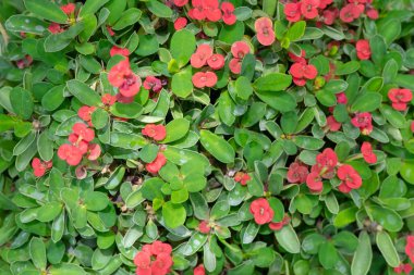 Euphorbia Milii çiçekleri ev bahçesinde çiçeklenme. Th Tacı