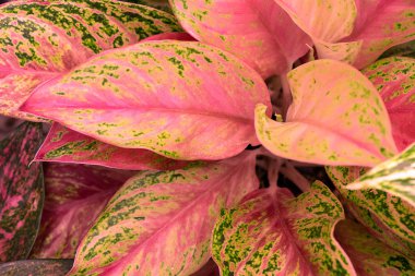 Backgroun için ev bahçesinde birçok renkli Aglaonema bitkiler