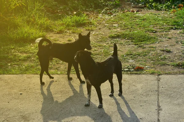 Dos perros negros están de pie para luchar entre sí en el campo y — Foto de Stock