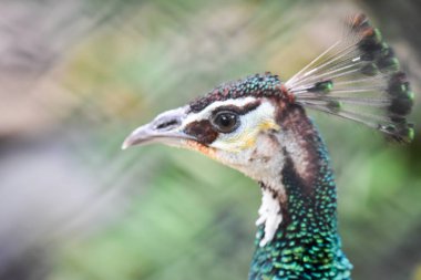 Chai NAT Tayland Aralık 26 2019 Chai NAT Bird PA at kuşlar bakın