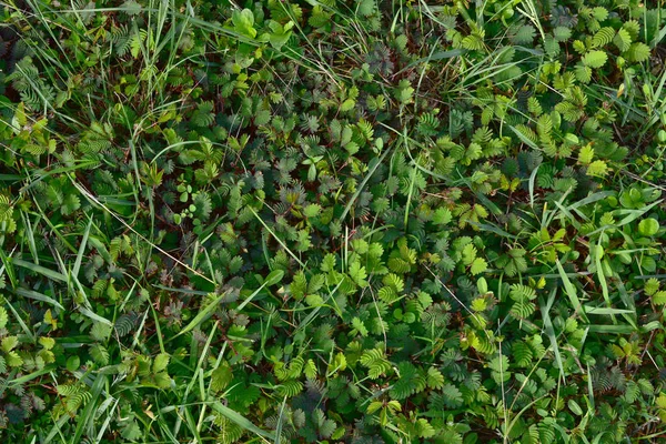 Zöld gyep fű elvont textúra a háttérben — Stock Fotó