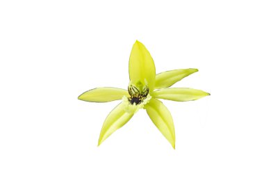 beyaz arka plan üzerinde izole beyaz orkide kadar yakın.