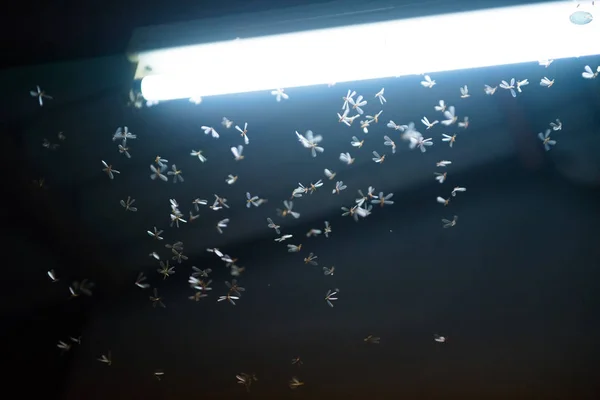 Mot vliegt in het vuur, het neon licht in de nacht tijd, het is regen — Stockfoto