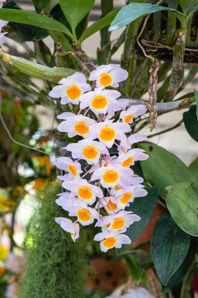 Varios tulipanes coloridos flores que florecen en un jardín. — Foto de Stock