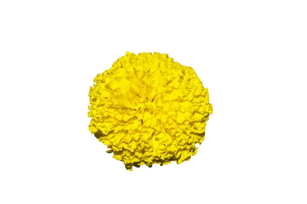 Beautiful yellow marigold isolated on white background  . — Stock Photo, Image