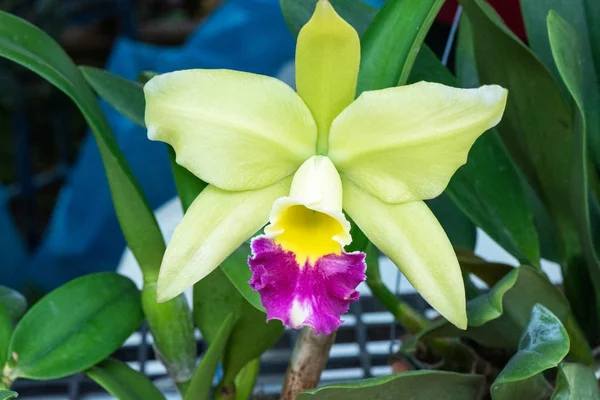 Varias flores coloridas de la orquídea que florecen en un jardín . — Foto de Stock