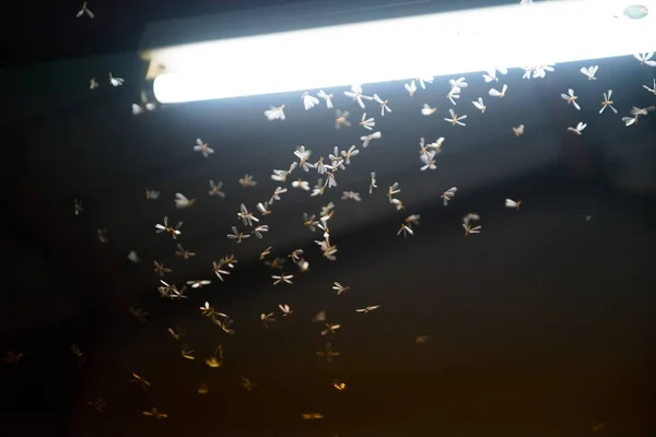 ateşte uçan güve ,gece neon ışık, bu yağmur