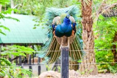Bahçede duran yeşil tavus kuşu kuşları Kuş kafesi Asya'nın en büyük, 26 hektarlık bir alanı kapsayan ve çeşitli türler kuşlar içerir. 