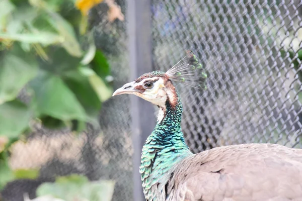 Pavo real verde aves de pie en el jardín Jaula de aves es el más grande de Asia, que cubre un área de 26 hectáreas y contiene varias especies de aves . —  Fotos de Stock