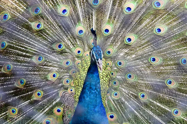 Grüne Pfauenvögel stehen im Garten Vogelkäfig ist der größte in Asien, mit einer Fläche von 26 Hektar und enthält verschiedene Vogelarten. — Stockfoto