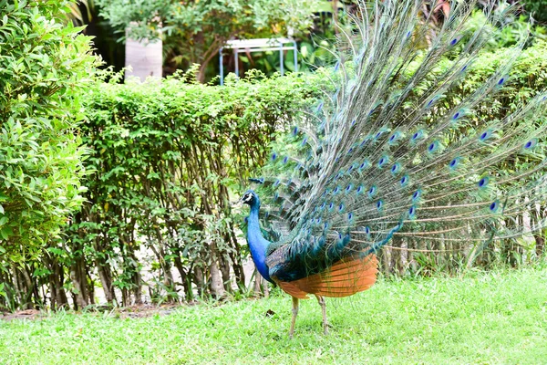 Зеленые павлины, стоящие в саду Птичья клетка является самой большой в Азии, охватывая площадь 26 гектаров и содержит различные виды птиц . — стоковое фото
